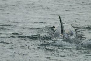 moordenaar walvis, orka, jacht- een zee leeuw pup, schiereiland valdes, Patagonië Argentinië foto