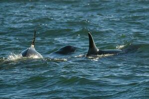 moordenaar walvis, orka, jacht- een zee leeuw pup, schiereiland valdes, Patagonië Argentinië foto