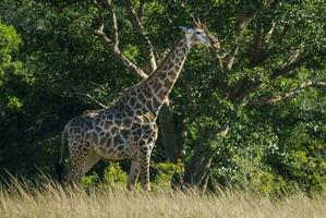 giraffe Kruger nationaal park zuiden Afrika. foto