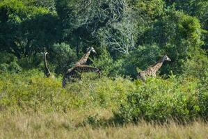 giraffe Kruger nationaal park zuiden Afrika. foto