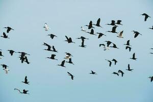 vogelstand kudde vlucht achtergrond , Patagonië, Argentinië foto