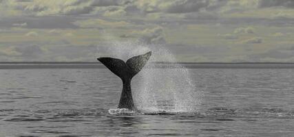 walvis Patagonië Argentinië foto