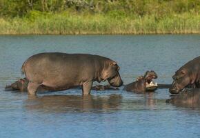 nijlpaard amphibius in waterpoel, Kruger nationaal parkeren, zuiden Afrika foto