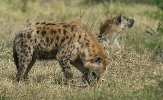 hyena aan het eten, Kruger nationaal park, zuiden Afrika. foto