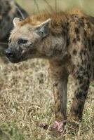 hyena aan het eten, Kruger nationaal park, zuiden Afrika. foto