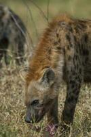 hyena aan het eten, Kruger nationaal park, zuiden Afrika. foto