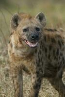 hyena aan het eten, Kruger nationaal park, zuiden Afrika. foto