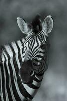 gemeenschappelijk zebra baby, Kruger nationaal park, zuiden Afrika. foto