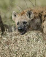 hyena aan het eten, Kruger nationaal park, zuiden Afrika. foto