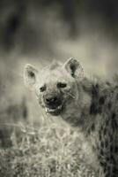 hyena aan het eten, Kruger nationaal park, zuiden Afrika. foto