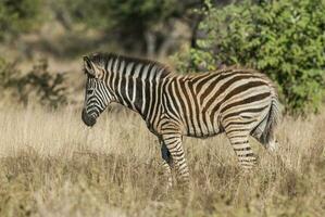 gemeenschappelijk zebra baby, Kruger nationaal park, zuiden Afrika. foto