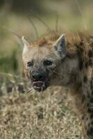 hyena aan het eten, Kruger nationaal park, zuiden Afrika. foto