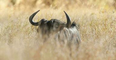 zwart wildebeest, Afrika foto