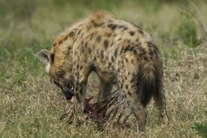 hyena aan het eten, Kruger nationaal park, zuiden Afrika. foto