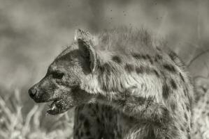 hyena aan het eten, Kruger nationaal park, zuiden Afrika. foto