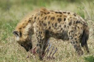 hyena aan het eten, Kruger nationaal park, zuiden Afrika. foto