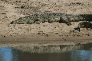 Nijl krokodil, Kruger nationaal park , zuiden Afrika. foto