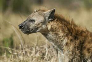 hyena aan het eten, Kruger nationaal park, zuiden Afrika. foto