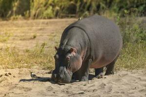 nijlpaard amphibius in waterpoel, Kruger nationaal parkeren, zuiden Afrika foto