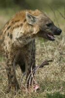 hyena aan het eten, Kruger nationaal park, zuiden Afrika. foto