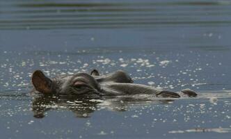 nijlpaard amphibius in waterpoel, Kruger nationaal parkeren, zuiden Afrika foto