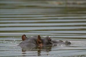 nijlpaard amphibius in waterpoel, Kruger nationaal parkeren, zuiden Afrika foto