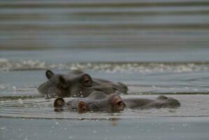 nijlpaard amphibius in waterpoel, Kruger nationaal parkeren, zuiden Afrika foto