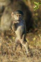 baby baviaan, Kruger nationaal parkeren, zuiden Afrika foto