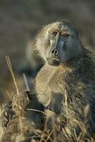 baviaan, moeder en baby, Kruger nationaal park, zuiden Afrika foto