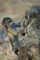 baviaan , Kruger nationaal park, zuiden Afrika foto