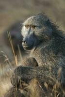 moeder en baby baviaan , Kruger nationaal parkeren, zuiden Afrika foto