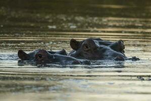 nijlpaard amphibius in waterpoel, Kruger nationaal parkeren, zuiden Afrika foto