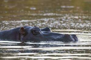 nijlpaard amphibius in waterpoel, Kruger nationaal parkeren, zuiden Afrika foto