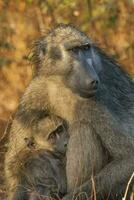 moeder en baby baviaan , Kruger nationaal parkeren, zuiden Afrika foto