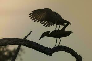 hamerhaai ooievaar, Kruger nationaal park, zuiden Afrika. foto