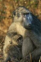 moeder en baby baviaan , Kruger nationaal parkeren, zuiden Afrika foto