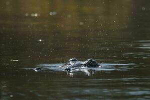 nijlpaard amphibius in waterpoel, Kruger nationaal parkeren, zuiden Afrika foto