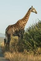 giraffe, Kruger nationaal park, zuiden Afrika foto