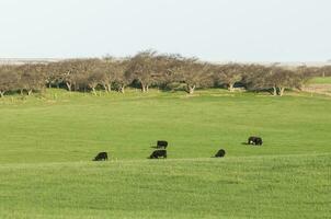 ossen begrazing Aan de pampa vlak, Argentinië foto