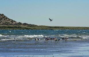 flamingo's in de getij lijn, schiereiland valdes, Patagonië, Argentinië foto