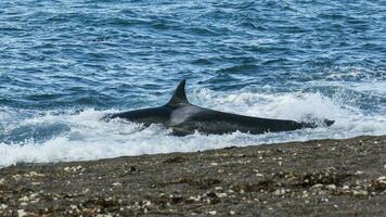 moordenaar walvis jacht- Aan de paragonisch kust, Patagonië, Argentinië foto
