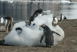 gentoo pinguïn, neko haven, antarctica foto