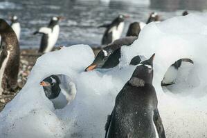 gentoo pinguïn, neko haven, antarctica foto