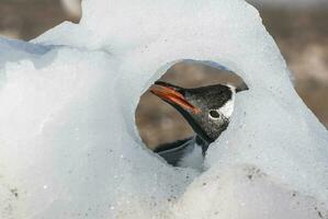 gentoo pinguïn, neko haven, antarctica foto