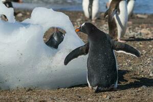 gentoo pinguïn, neko haven, antarctica foto