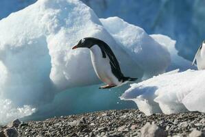 gentoo pinguïn stel, neko haven strand, antarctisch schiereiland. foto