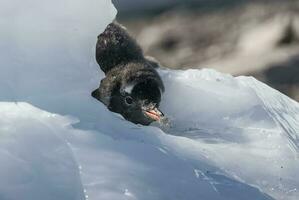 gentoo pinguïn, antartica foto