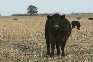 ossen begrazing Aan de pampa vlak, Argentinië foto