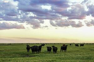 koeien begrazing in de veld, in de pampa vlak, Argentinië foto