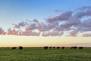 koeien begrazing in de veld, in de pampa vlak, Argentinië foto